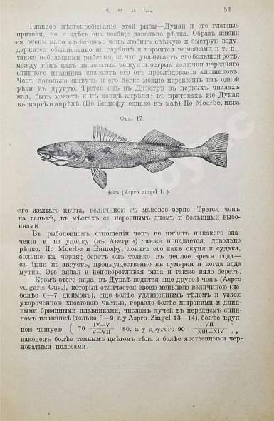 Антикварная книга Сабанеев, Л.П. Рыбы России. Жизнь и ловля (уженье) наших пресноводных рыб — Сабанеев Леонид Павлович, 1911 дополнительное фото 5