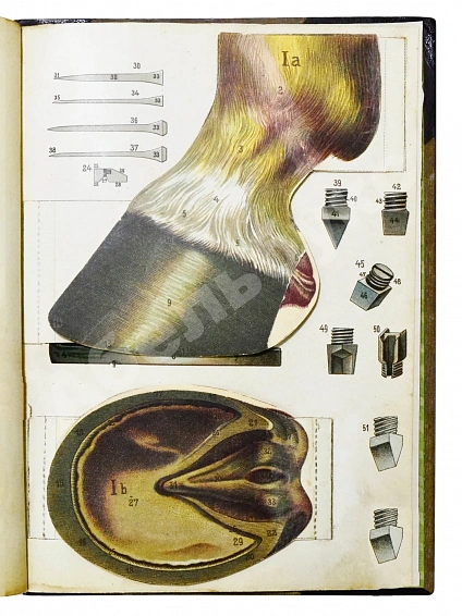 Антикварная книга Урусов, С.П. Книга о лошади — Урусов Сергей Петрович, 1902 дополнительное фото 16