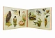 Антикварная книга Царство пернатых — , 1915 дополнительное фото 3
