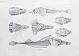 Антикварная книга Шмидт, П.Ю. Рыбы восточных морей Российской империи — , 1904 дополнительное фото 8