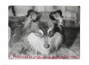 Раневская, Ф.Г. [автограф] Фотография собаки Фаины Раневской по кличке «Мальчик» с автографом актрисы от имени собаки