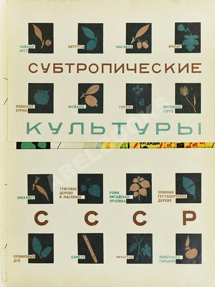 Антикварная книга Советские субтропики — ,  дополнительное фото 4