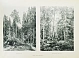 Антикварная книга Конволют из двух изданий фототипий Ивана Шишкина — Булгаков Фёдор Ильич, 1892-1893 дополнительное фото 9