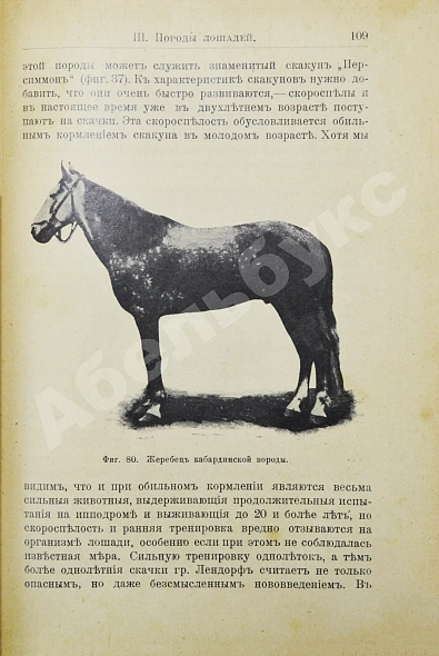 Антикварная книга Кулешов, П.Н. Коневодство — , 1911 дополнительное фото 4