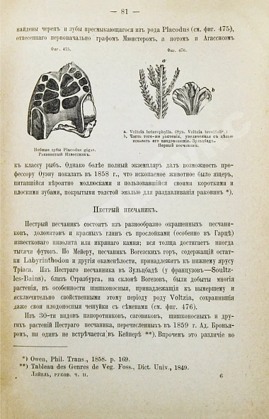 Антикварная книга Ляйель, Ч. Руководство к геологии или древние изменения земли и её обитателей, по свидетельству геологических памятников — Ляйель Чарльз, 1866-1878 дополнительное фото 15