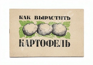 Как вырастить картофель
