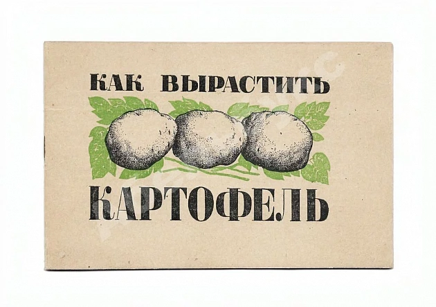 Как вырастить картофель