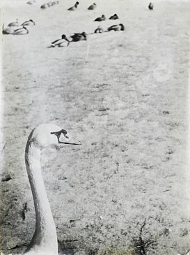 Комовский, А.Г. Крупноформатная фотография «В зоопарке»