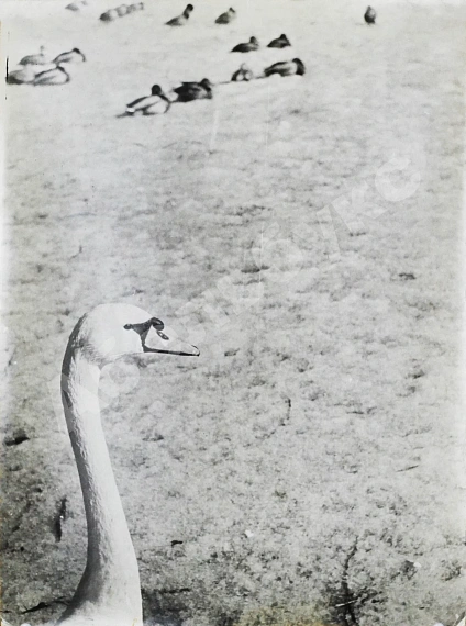 Комовский, А.Г. Крупноформатная фотография «В зоопарке»