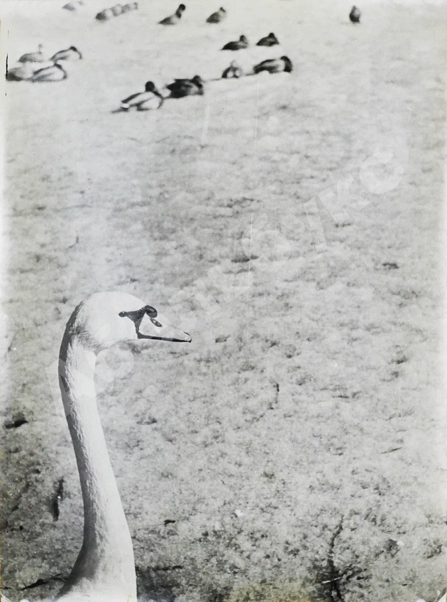 Комовский, А.Г. Крупноформатная фотография «В зоопарке»