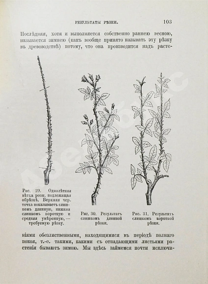 Антикварная книга Кичунов, Н.И. Культура розы в открытом грунту и под стеклом — Кичунов Николай Иванович, 1912 дополнительное фото 12