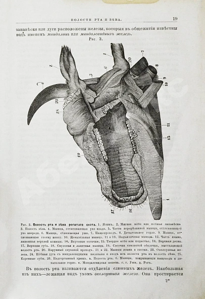 Антикварная книга Павловский, П. Общедоступная ветеринарная школа — , 1880 дополнительное фото 6