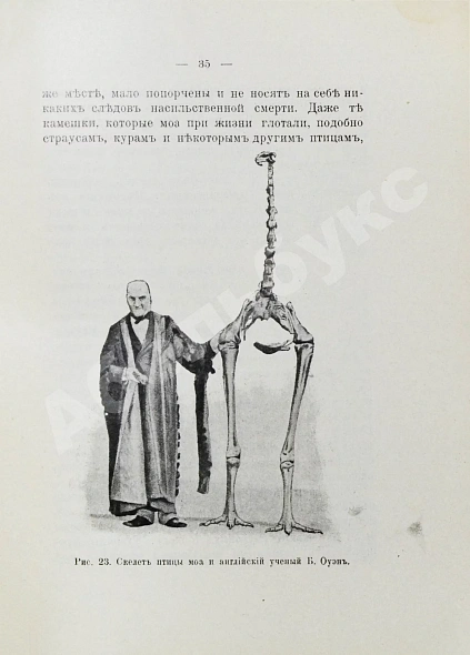 Антикварная книга Елачич, Е.А. О происхождении птиц и о вымерших птицах — Елачич Евгений Александрович, 1909-1910 дополнительное фото 5