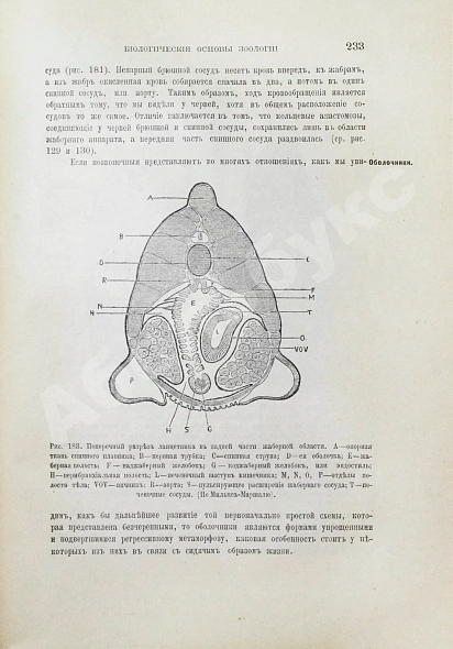 Антикварная книга Шимкевич, В.М. Биологические основы зоологии — , 1907 дополнительное фото 5