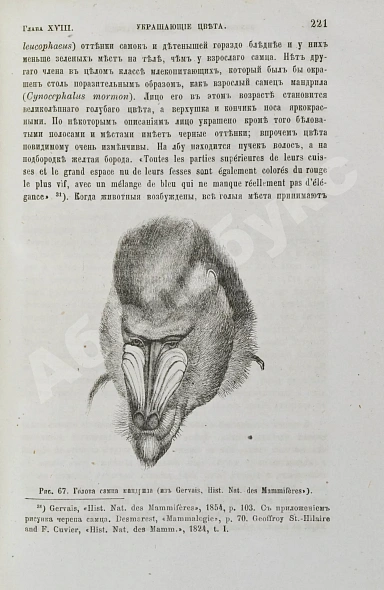 Антикварная книга Дарвин, Ч. Происхождение человека и подбор по отношению к полу — , 1873-1874 дополнительное фото 4