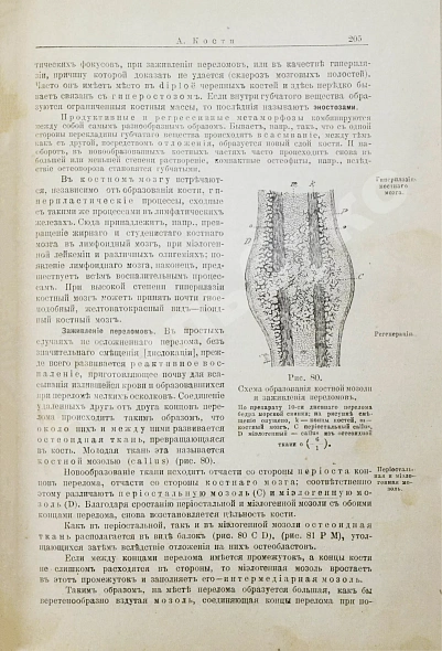 Антикварная книга Шмаус, Г. Основы патологической анатомии — , 1895 дополнительное фото 11