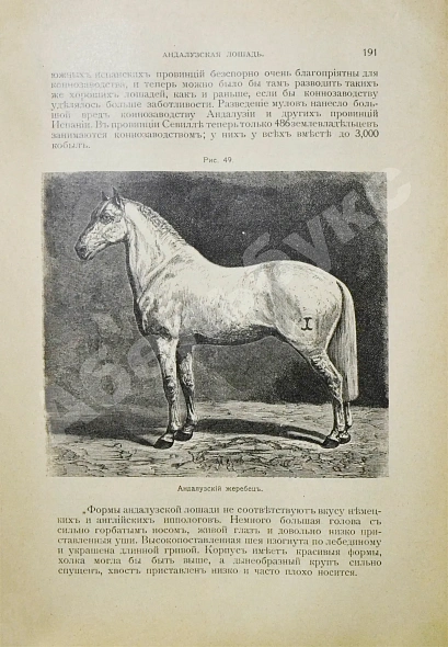 Антикварная книга Урусов, С.П. Книга о лошади — Урусов Сергей Петрович, 1902 дополнительное фото 6