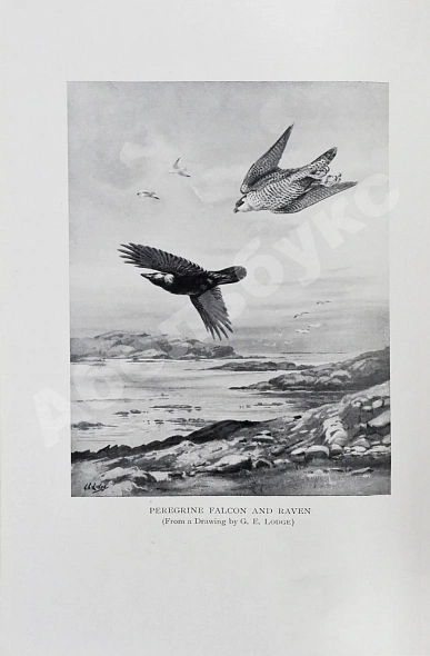 Антикварная книга Gathorne-Hardy, A.E. My happy hunting grounds — Gathorne-Hardy Alfred Erskine, 1914 дополнительное фото 6