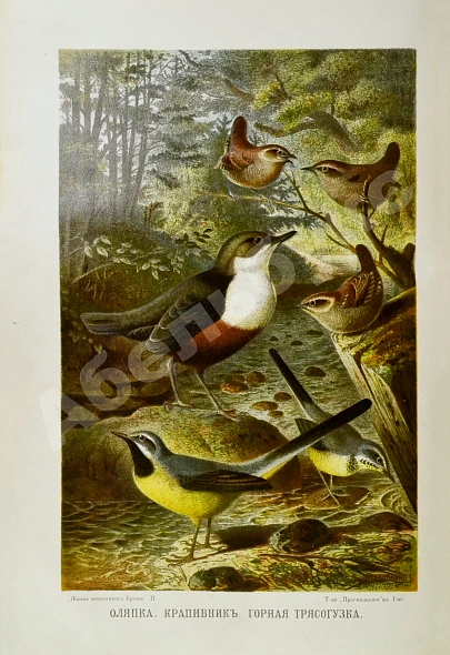 Антикварная книга Брэм, А. Жизнь животных Брэма — , 1902-1909 дополнительное фото 19