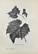 Антикварная книга Этингер, Я.Г. Устройство виноградников при помощи американских лоз — Этингер Яков Германович, 1912 дополнительное фото 4