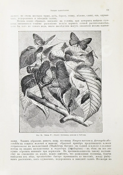 Антикварная книга Штандфусс, М.Р. Жизнь бабочек, их ловля, воспитание и сохранение — , 1901 дополнительное фото 4
