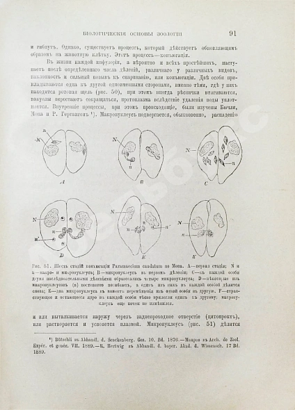 Антикварная книга Шимкевич, В.М. Биологические основы зоологии — , 1907 дополнительное фото 4