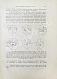 Антикварная книга Шимкевич, В.М. Биологические основы зоологии — , 1907 дополнительное фото 4