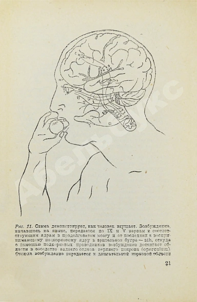 Антикварная книга Бехтерев, В.М. [автограф] Работа головного мозга. (С рефлексологической точки зрения) — Бехтерев Владимир Михайлович, 1926 дополнительное фото 3