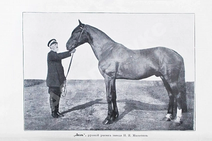 Антикварная книга Кулешов, П.Н. Тренировка рысаков — , 1897 дополнительное фото 4