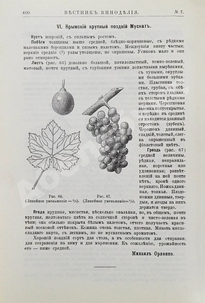 Антикварная книга Вестник виноделия — , 1894 дополнительное фото 6