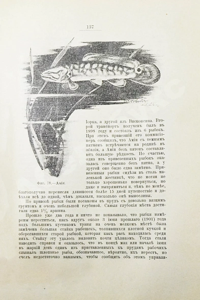 Антикварная книга Золотницкий, Н.Ф. Аквариум любителя — , 1904 дополнительное фото 7