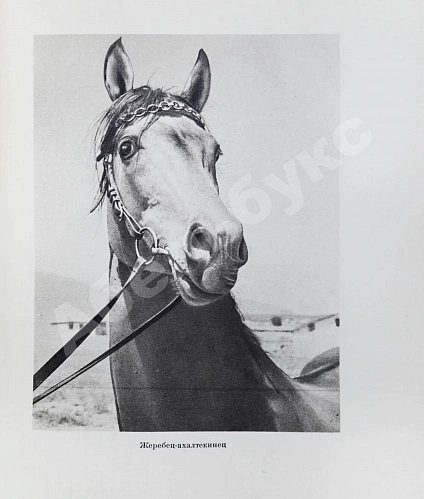 Антикварная книга Скосырев, П.Г. Туркменистан — , 1948 дополнительное фото 5