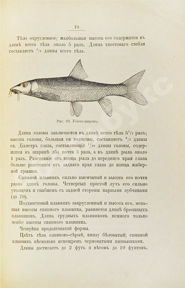Антикварная книга Варпаховский, Н.А. Определитель пресноводных рыб Европейской России — , 1898 дополнительное фото 5