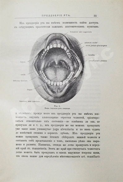Антикварная книга Звержховский, Ф.А. Основы дентиатрии. Руководство для врачей и студентов — , 1911-1912 дополнительное фото 6