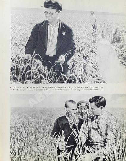 Антикварная книга Смотр побед социалистического сельского хозяйства — , 1940 дополнительное фото 5