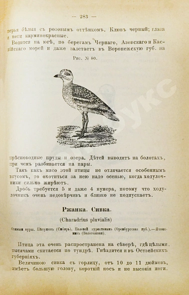 Антикварная книга Энгельгардт, Ан. Полная школа охоты по перу и зверю во всех полосах России — Энгельгардт Ан., 1898 дополнительное фото 8
