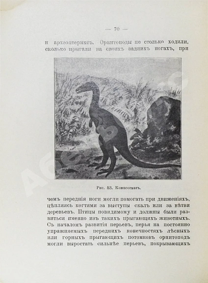 Антикварная книга Елачич, Е.А. О происхождении птиц и о вымерших птицах — Елачич Евгений Александрович, 1909-1910 дополнительное фото 6