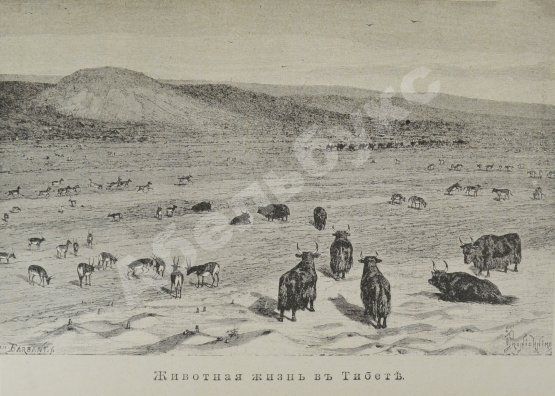 Антикварная книга Зеленин, А.В. Путешествия Н.М. Пржевальского