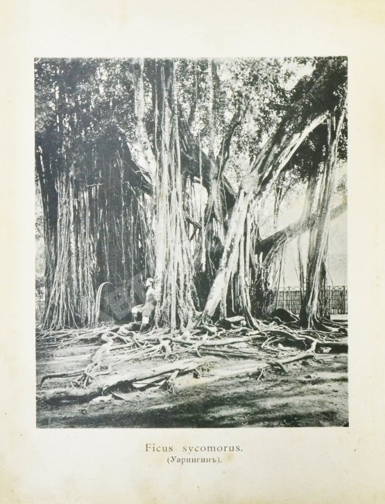 Антикварная книга Щербатова, О.А. В стране вулканов