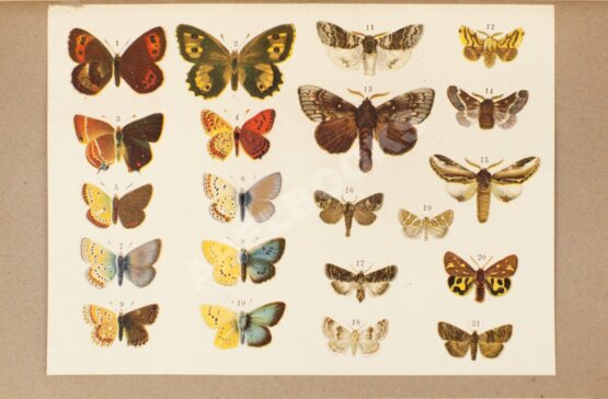 Антикварная книга Детская энциклопедия