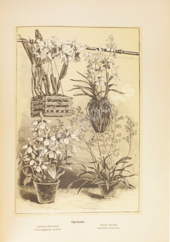 Антикварная книга Гесдёрфер, М. Комнатное садоводство