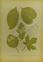 Вагнер, Г. Путешествие по лесу и степи