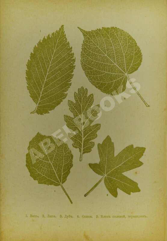 Антикварная книга Вагнер, Г. Путешествие по лесу и степи Антикварная книга Вагнер, Г. Путешествие по лесу и степи