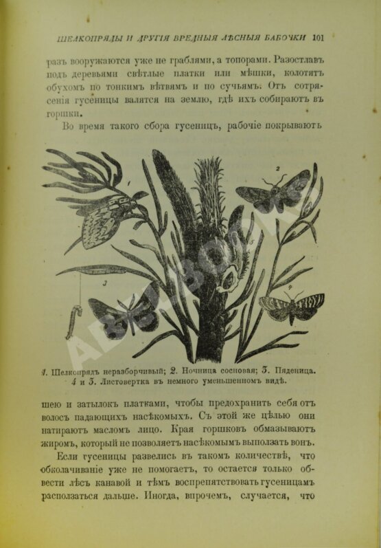 Антикварная книга Вагнер, Г. Путешествие по лесу и степи Антикварная книга Вагнер, Г. Путешествие по лесу и степи