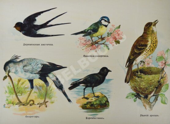 Антикварная книга Царство пернатых