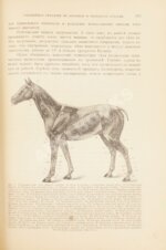 Урусов, С.П. Книга о лошади