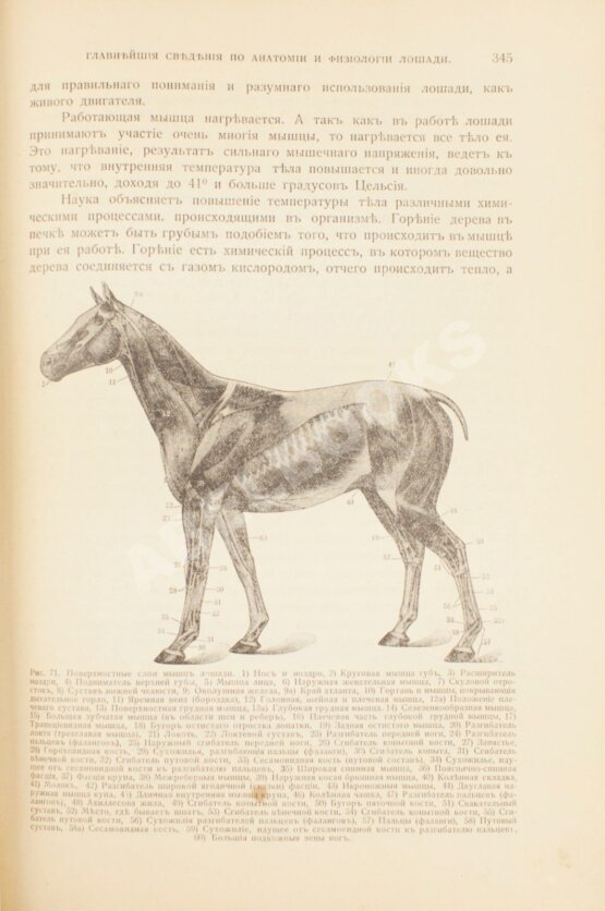 Антикварная книга Урусов, С.П. Книга о лошади
