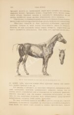 Урусов, С.П. Книга о лошади