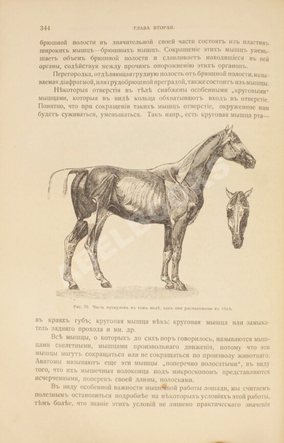Антикварная книга Урусов, С.П. Книга о лошади