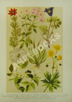 Монтеверде, Н.А. Ботанический атлас